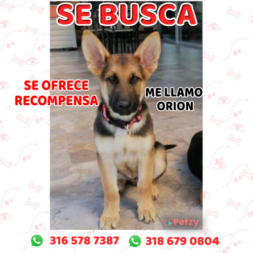 Foto de mascota Orion