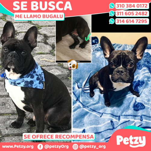 Foto de mascota Bugalu