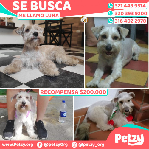 Foto de mascota Luna