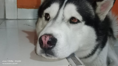 Sultán