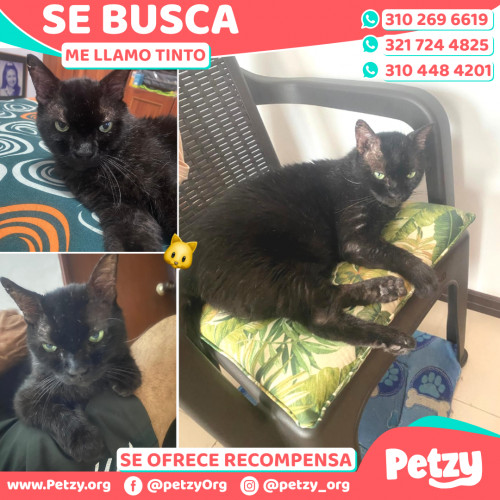 Foto de mascota Tinto