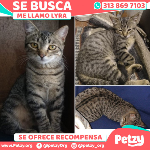 Foto de mascota Lyra