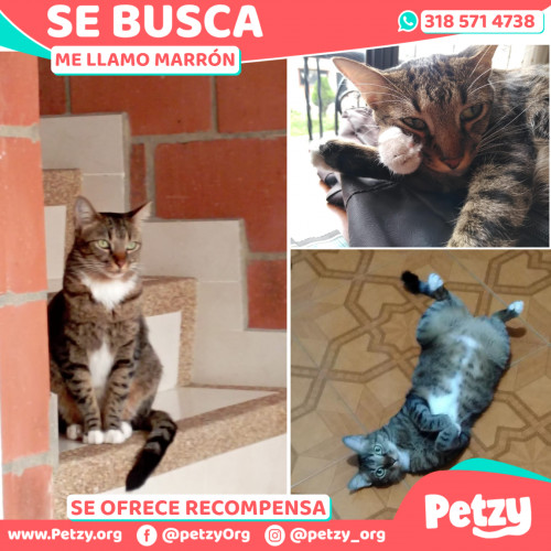 Foto de mascota Marrón