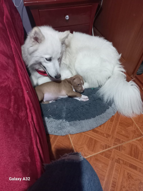 Max