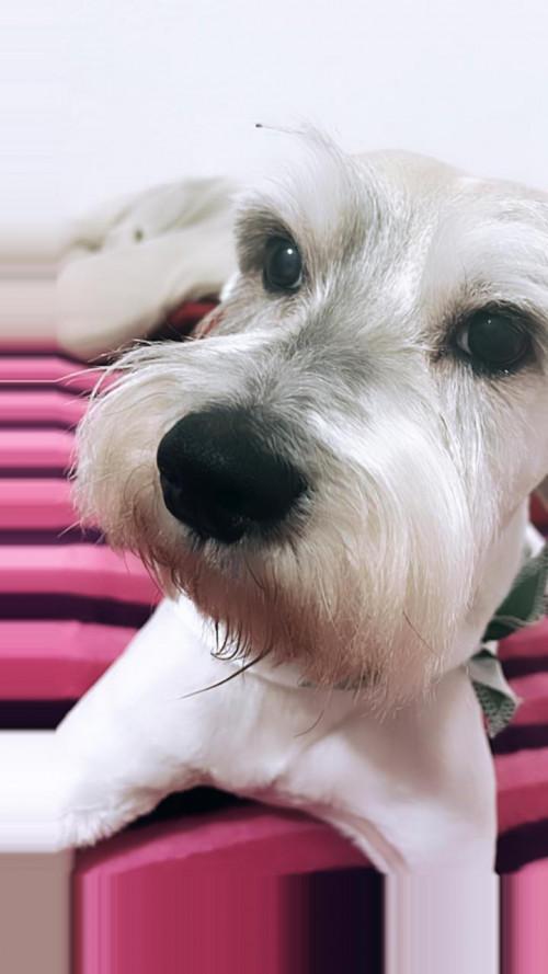 Nacho