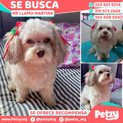 Foto de mascota Martina