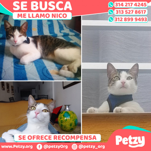 Foto de mascota Nico