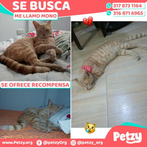 Foto de mascota Mono