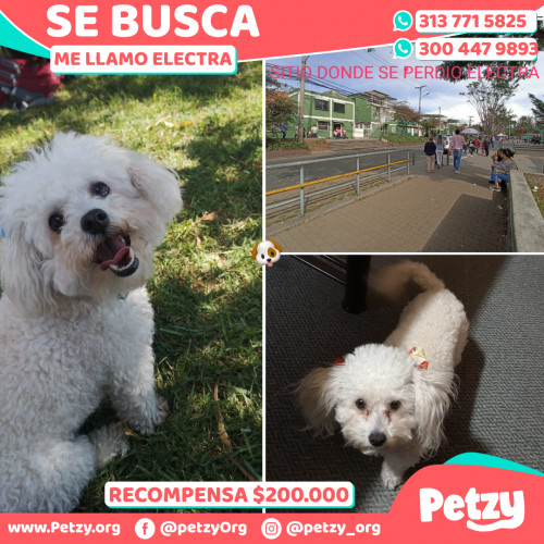 Foto de mascota Electra