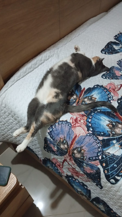 Chilola