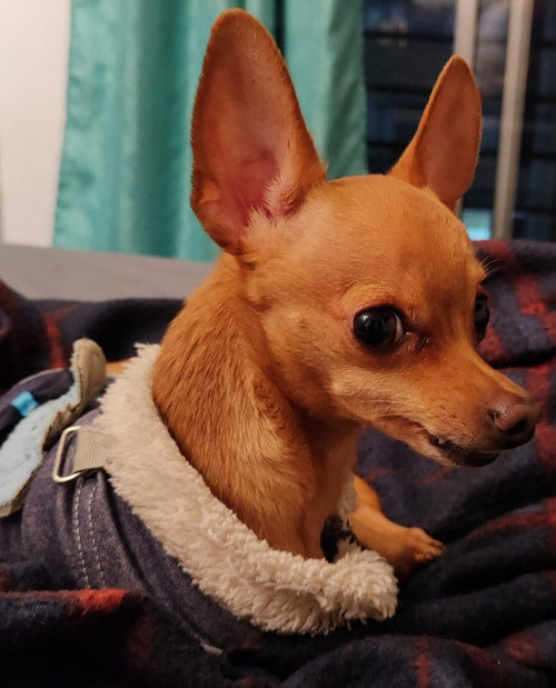 Muñeco