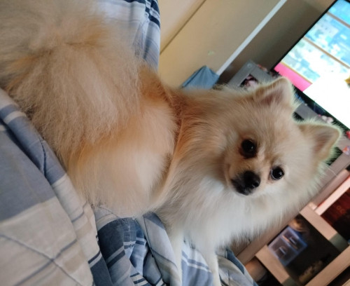 Cooper