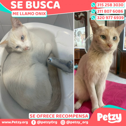 Foto de mascota Onix