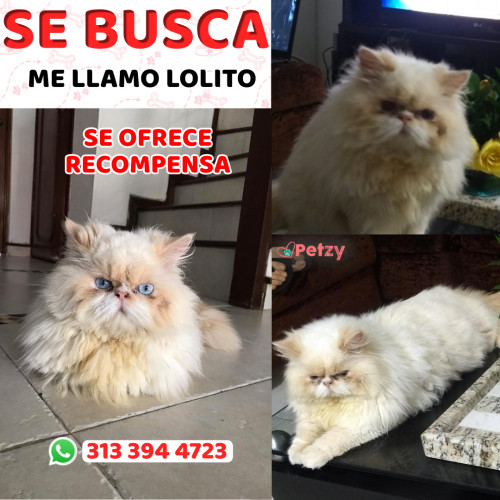 Foto de mascota Lolito