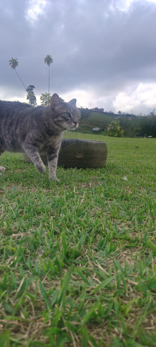Chiqui
