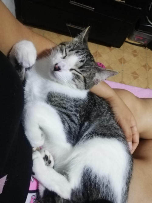Kitty