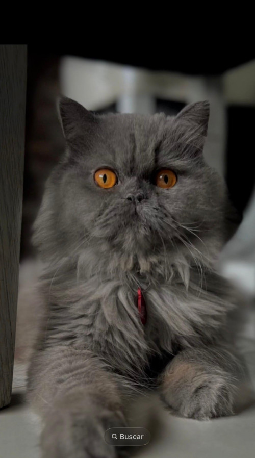 Tom