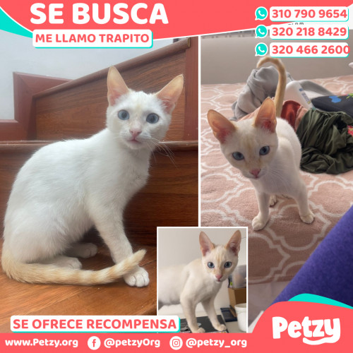 Foto de mascota Trapito