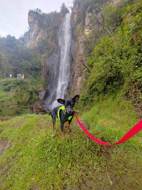 Canela