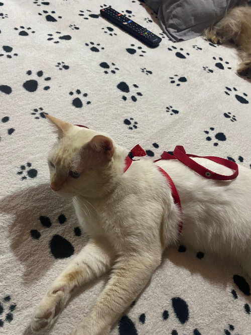 Blanquito