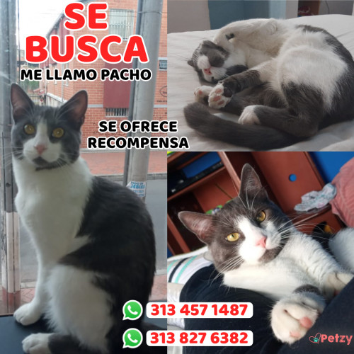 Foto de mascota Pacho