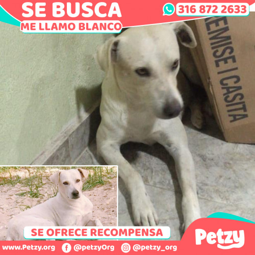 Foto de mascota Blanco