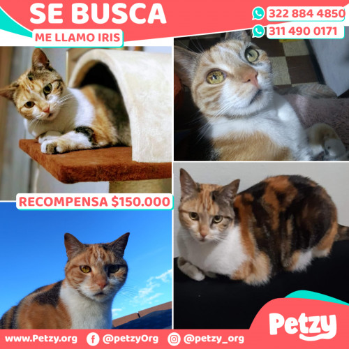 Foto de mascota Iris