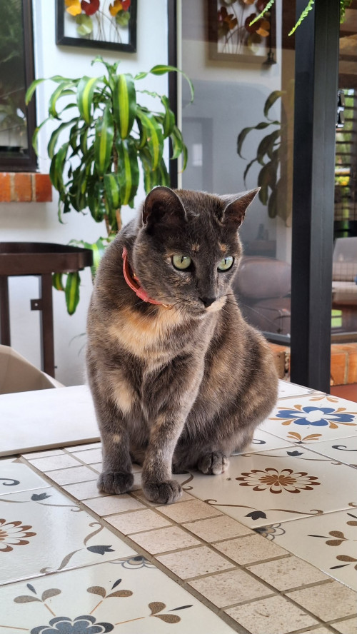 Coco