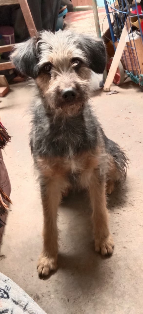 Moly