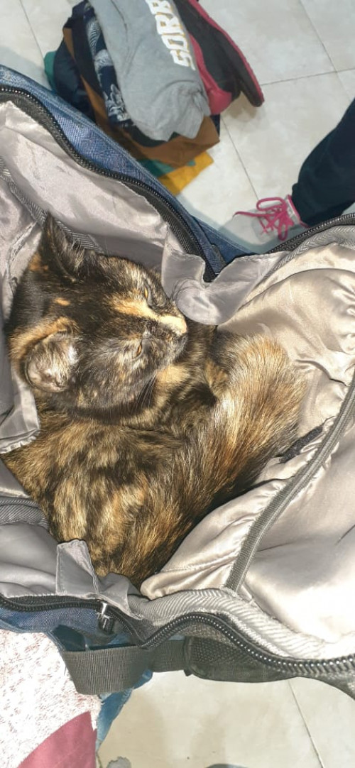 Isis Ramona