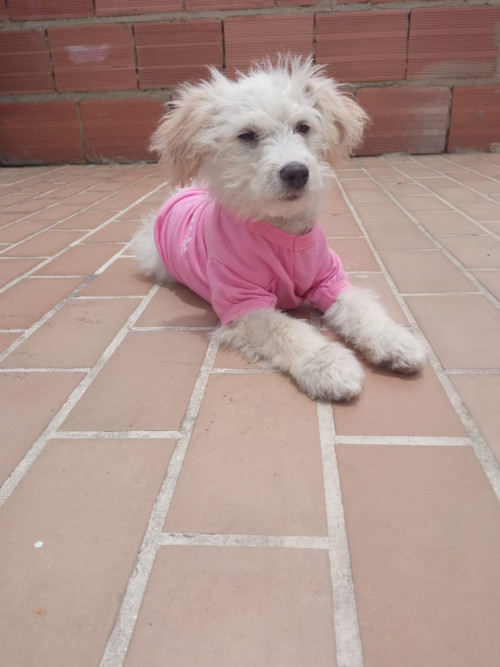 Morita