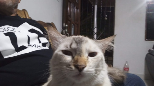 Elsa