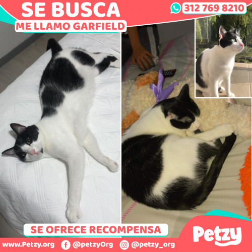 Foto de mascota Garfield 