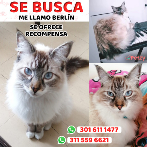 Foto de mascota Berlín