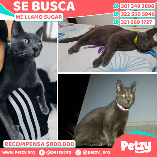 Foto de mascota Sugar