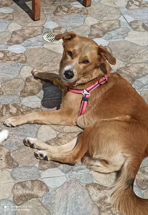 Kiara