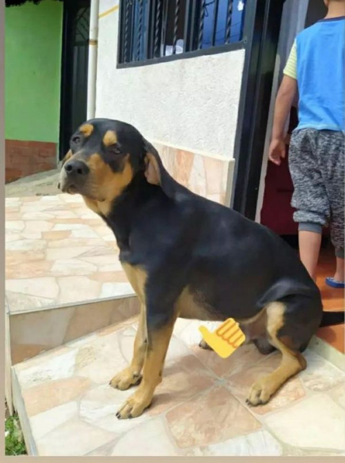 Zambo