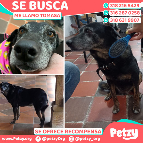 Foto de mascota Tomasa