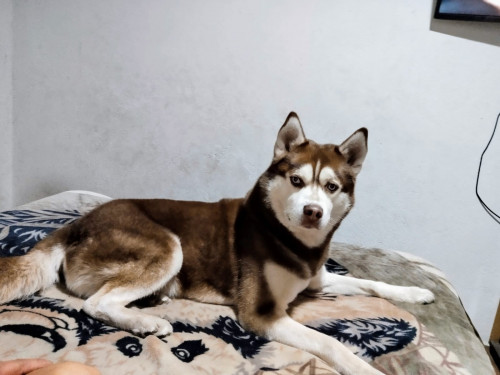 Apolo