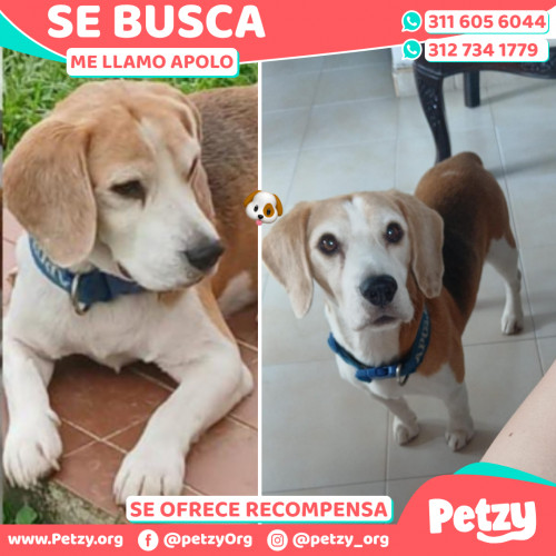 Foto de mascota Apolo