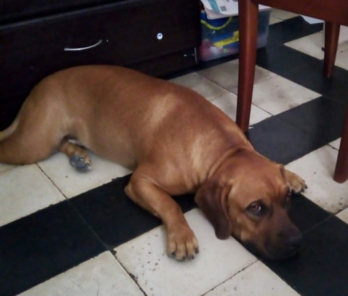 Emilio