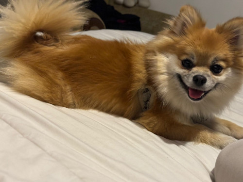 Milú