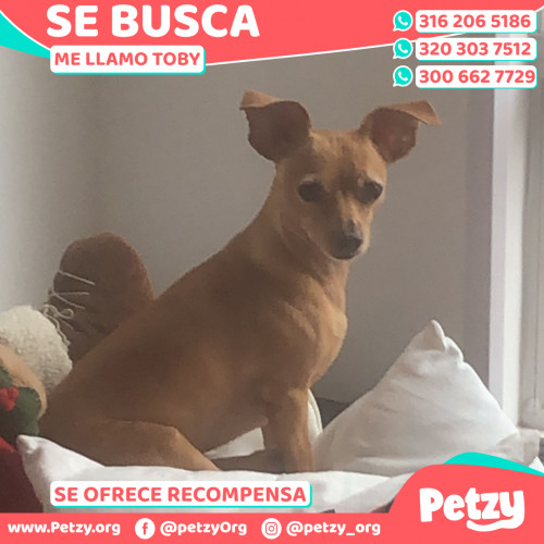 Foto de mascota Toby