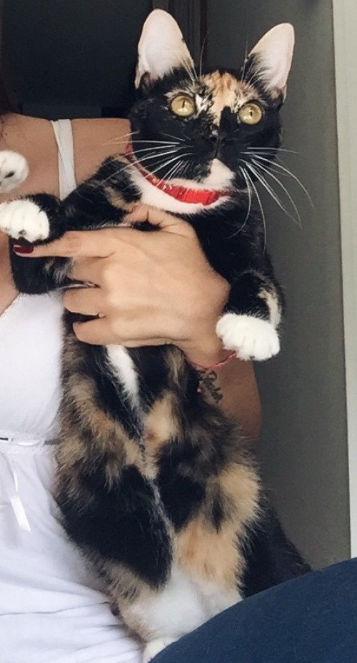 Cuki