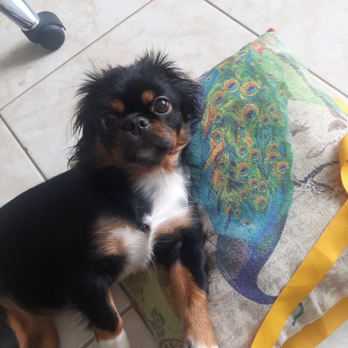Milu