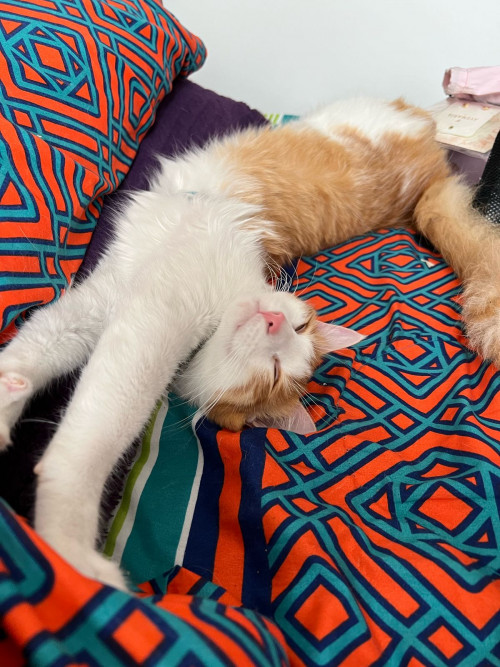 Simba