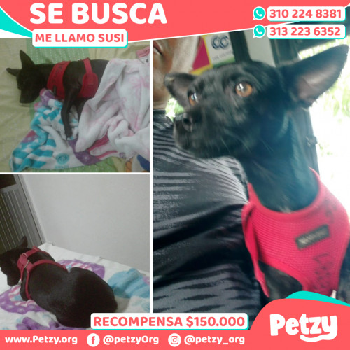 Foto de mascota Susi