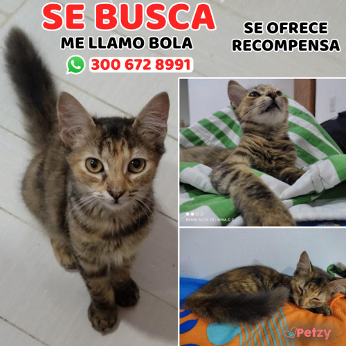 Foto de mascota Bola