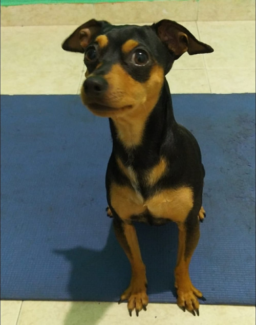Bruno