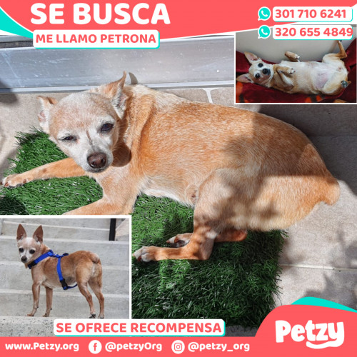 Foto de mascota Petrona